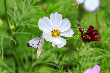 Obraz premium A Cabbage White Butterfly Fluttering on a Cosmos Flower
