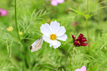 A Cabbage White Butterfly Fluttering on a Cosmos Flower