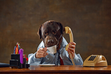 Brown Labrador, dog wearing shirt, sitting at desk, holding phone to ear, and drinking from cup....