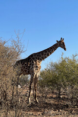 A lone giraffe walking in the savannah on a hot African day in South Africa. 