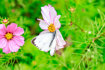 A Cabbage White Butterfly Feasting on Cosmos Nectar