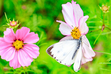 A Cabbage White Butterfly Feasting on Cosmos Nectar