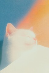 decorated with a sun and a little white cat, a hand illustration in the style of a vector illustration