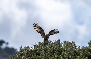 black kite squeaks for food while hunting on a sunny day on the island of Crete Greece