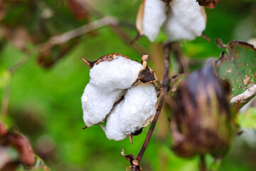 Fluffy Cotton Bolls Ready for Harvest