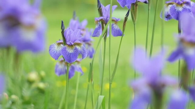 Yellow Purple dwarf iris Mikey growing in garden. Violet very peri color irises on green blurred background. Summer flowers closeup. Sunny day. Lot of irises. Large cultivated flowers. Close Up.