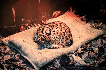 Leopard Cat Resting Peacefully on a Burlap Sack