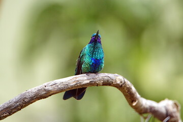 Sparkling violetear (Colibri coruscans) hummingbird perched on a stick in a garden in Cotacachi, Ecuador