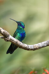 Sparkling violetear (Colibri coruscans) hummingbird perched on a stick in a garden in Cotacachi, Ecuador