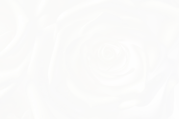 PNG White rose background backgrounds abstract flower.