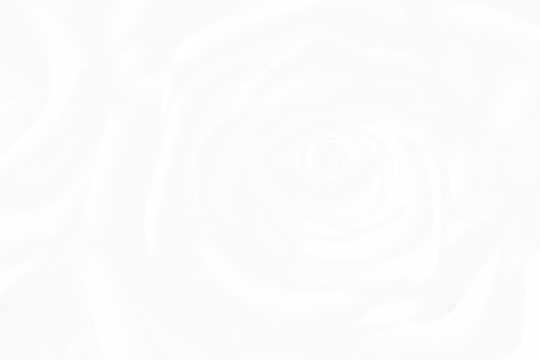 PNG White rose background backgrounds abstract flower.