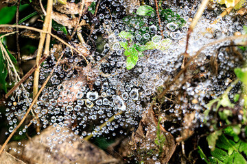Delicate Dewdrops Adorning a Spiderweb in Nature