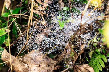 Delicate Dewdrops Adorning a Spiderweb in Nature