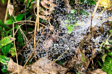 Delicate Dewdrops Adorning a Spiderweb in Nature