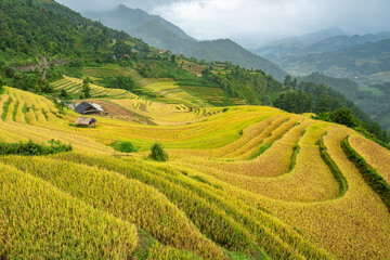 Golden rice fields cascade down a mountainside, Mu Cang Chai, Yen Bai, Vietnam.
