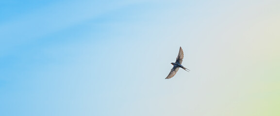 bird in flight