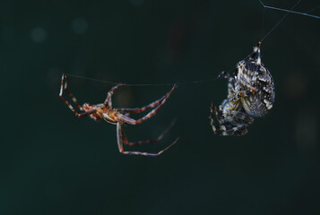 Eine männliche Gartenkreuzspinne will sich mit einer weiblichen paaren