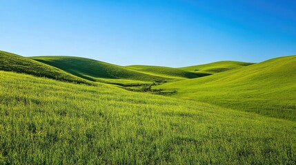 Fototapeta premium Rolling hills covered in green grass under a clear blue sky