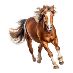 Obraz premium running brown horse isolated on transparent background cutout