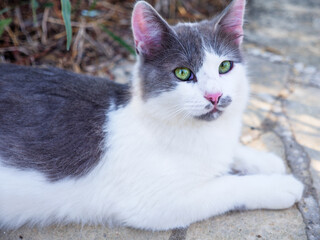 Beautiful non-pedigree tabby white and grey cat with bright green eyes and pink ears and nose...