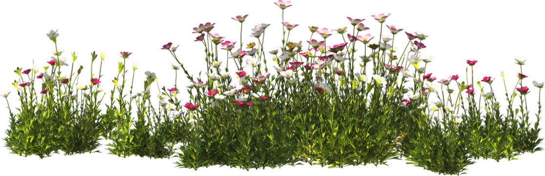 cushion saxifrage hq arch viz cutout plant flowering pink
