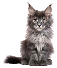PNG Cute blue tortie Maine Coon cat kitten sitting mammal animal.