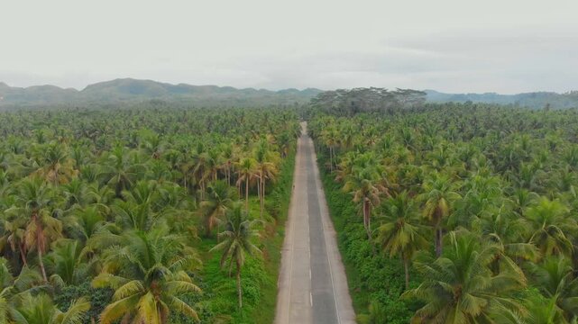 Aerial view of a tranquil road lined with palm trees and lush forest, Maasin, Philippines.
