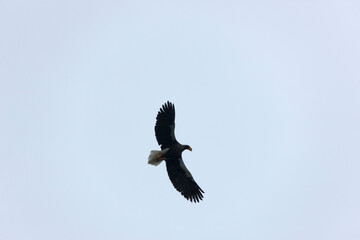 Bald eagle close up