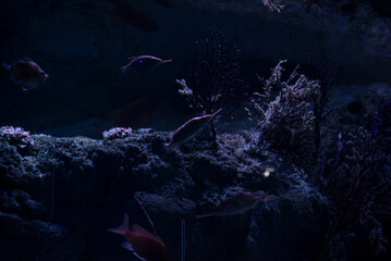 Fish swim near coral reefs in dark water with sea plants, seaweed, rock formations in color 2025 future dusk, 