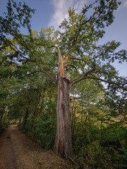 Fototapeta premium An oak tree with a broken branch. 
