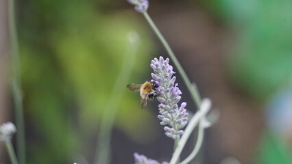 Bee on flower