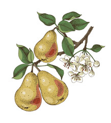 Pear tree branch hand drawn vector