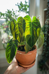 Hand Philodendron Splendid plant with hear sheped green velvet leaves in flower pot at home,...