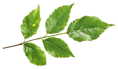 Fototapeta premium PNG Leaf Series leaf plant herbs.