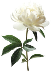 Fototapeta premium PNG A white peony blossom flower dahlia.