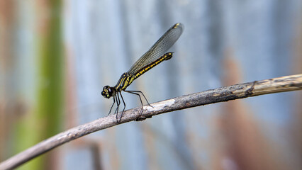 Close up of a dragonfly or Libellago lineata. One of the beautiful insects.