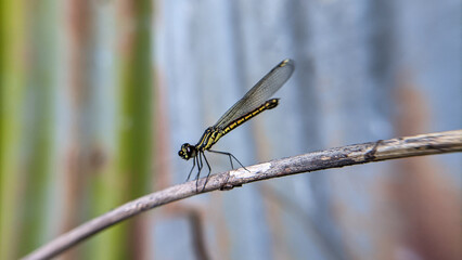 Close up of a dragonfly or Libellago lineata. One of the beautiful insects.