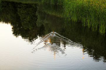 cattails on the river. Autumn landscape with ducks in pond. Fall nature landscape. Beautiful pond in Feofania Park, Kyiv. Autumn nature duck. Seasonal fall landscape. Park autumn scenic fall