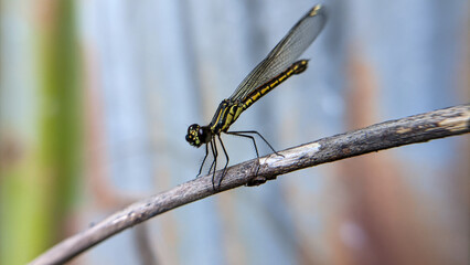 Close up of a dragonfly or Libellago lineata. One of the beautiful insects.