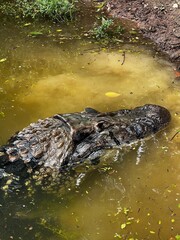 alligator in the swamp