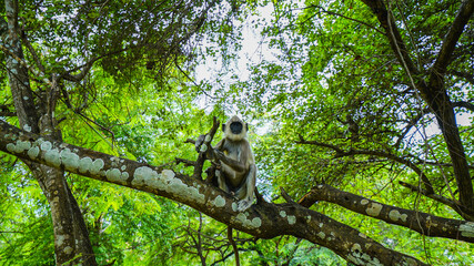 Tufted Gray Langur monkey sits in a tree in Dambulla, Sri Lanka