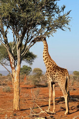 A lone giraffe in the savannah reaching for the leaves in the tree. An elder giraffe. 