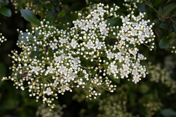 LAS FLORES SON COMPUESTAS Y DE COLOR BLANCO. HOJAS Y FLORES NATURALES. SAUCO. SAMBUCUS.