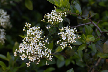 LAS FLORES SON COMPUESTAS Y DE COLOR BLANCO. HOJAS Y FLORES NATURALES. SAUCO. SAMBUCUS.