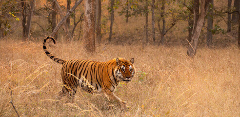  Male Bengal or Indian Tiger Walking Through Grassland in India, Panorama