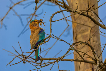 Indian Roller Perched in a Tree Eating a Frog in India