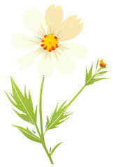 Fototapeta premium cosmos flower