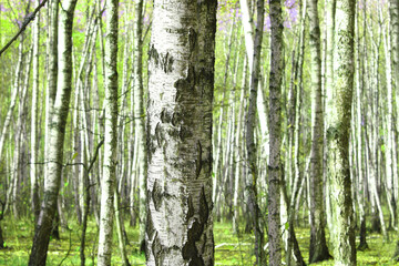 Obraz premium Beautiful birch trees with white birch bark