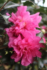 Obraz premium pink rose bush