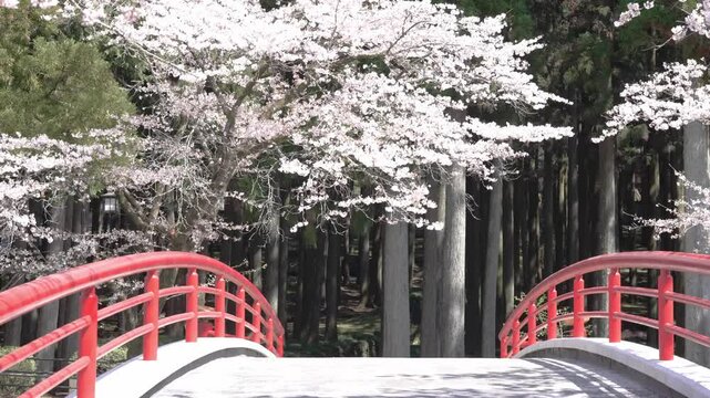 静岡　大石寺の桜